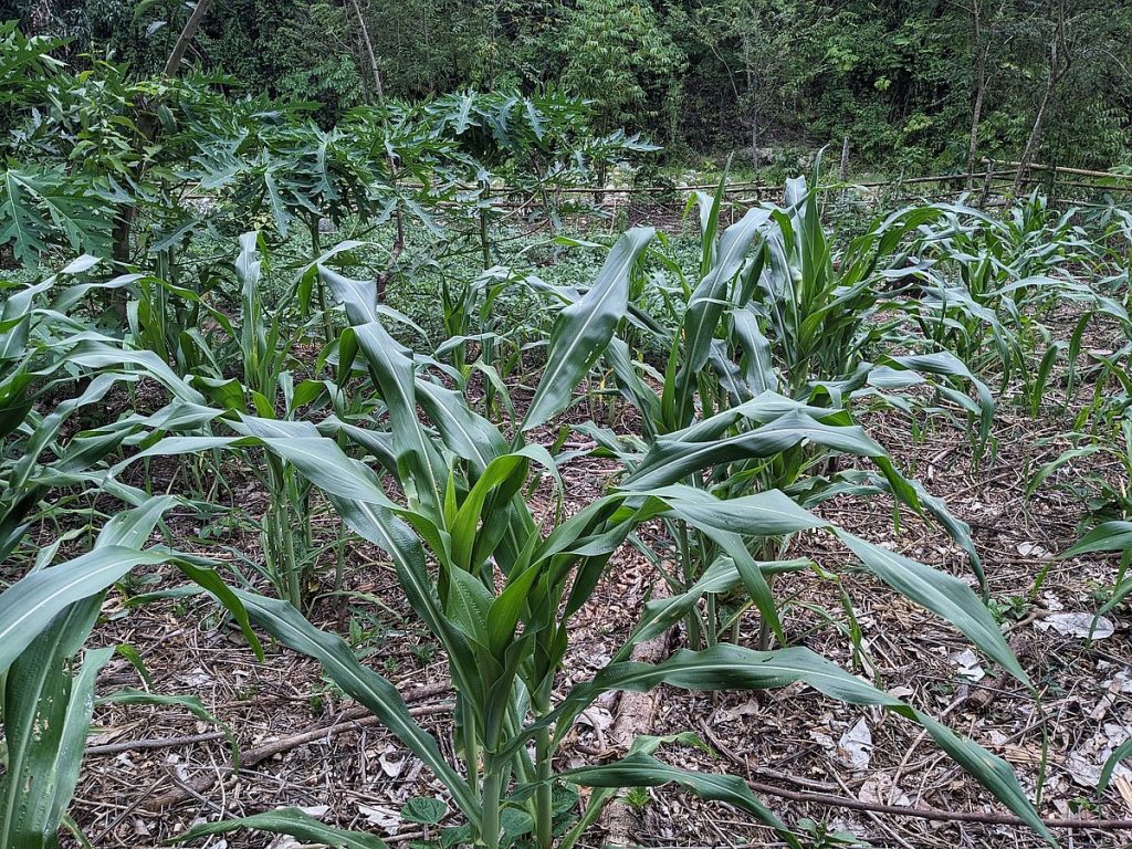 The milpa, dry but still surviving.