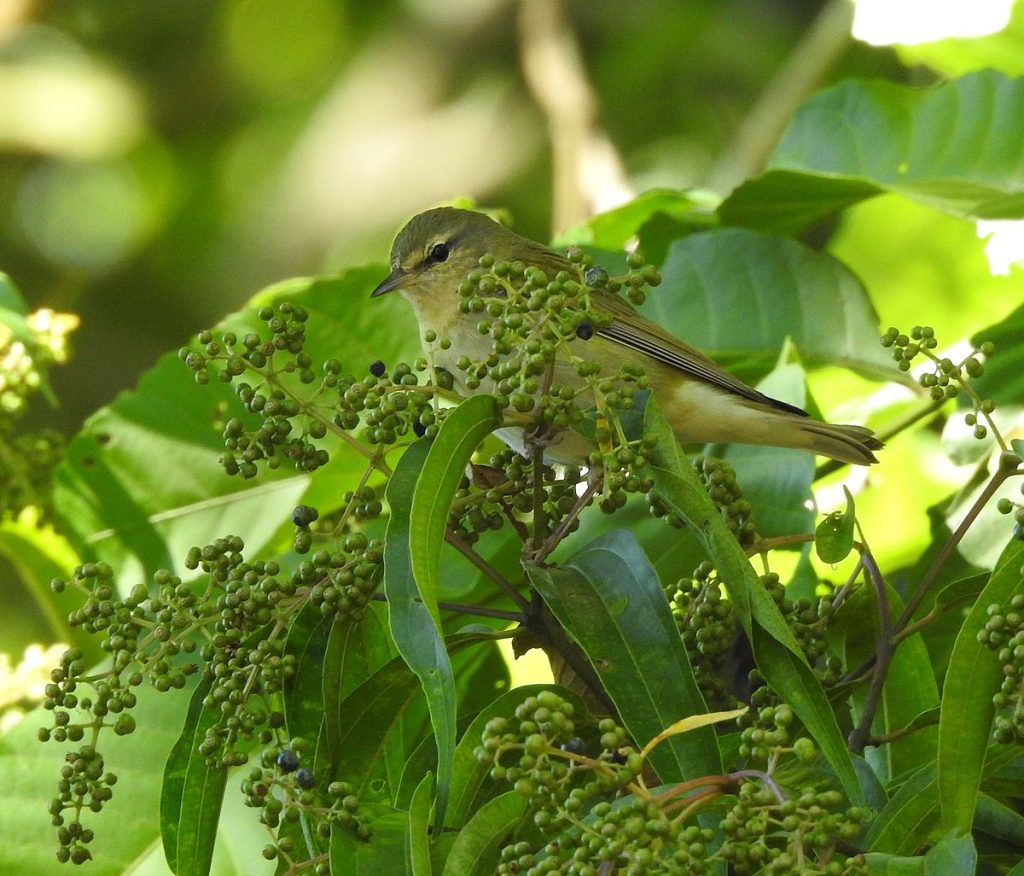 Tennessee warbler.