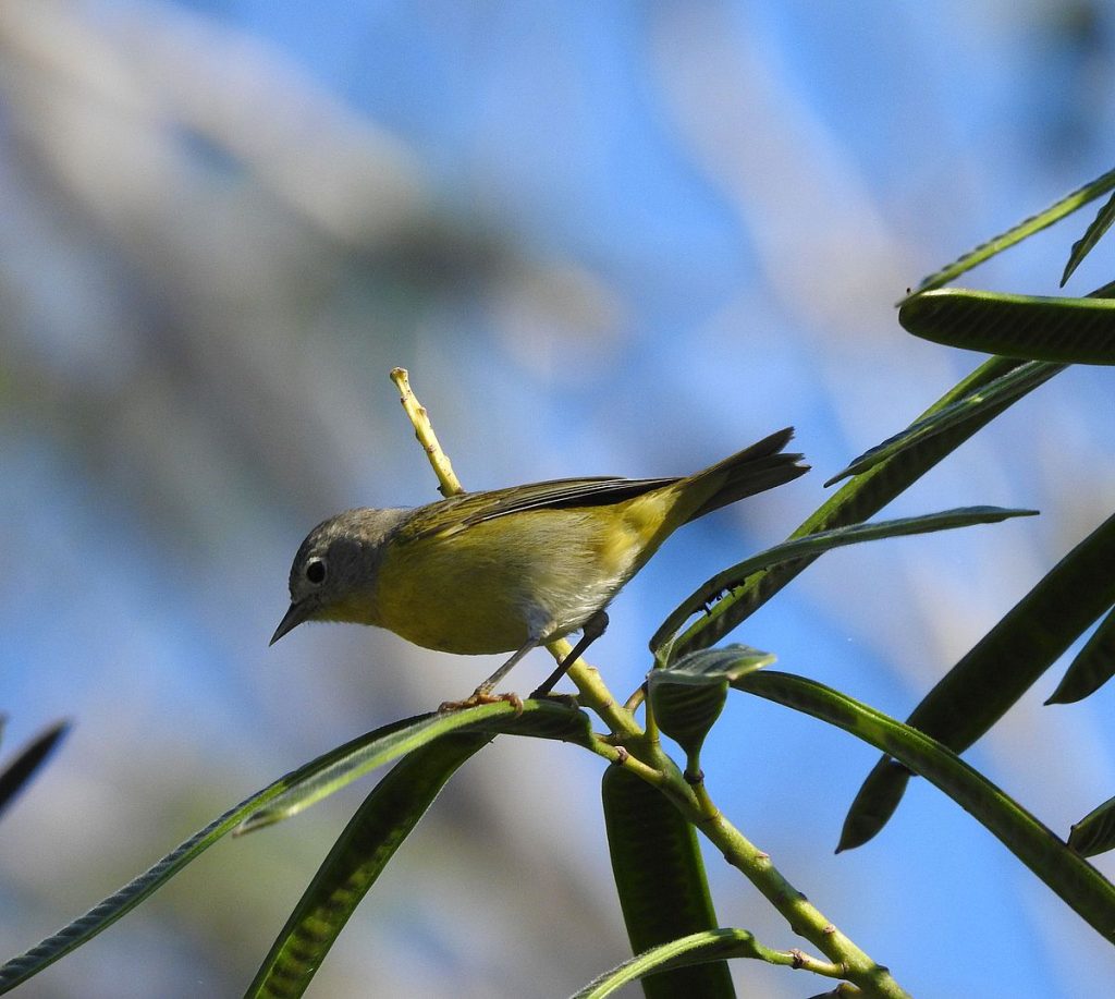 Nashville warbler, a nocturnal migrant.