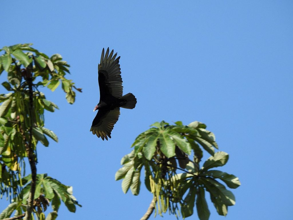 Turkey vulture.