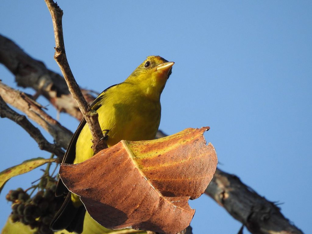 A western tanager in Oaxaca's Pacific foothills, February 2025.