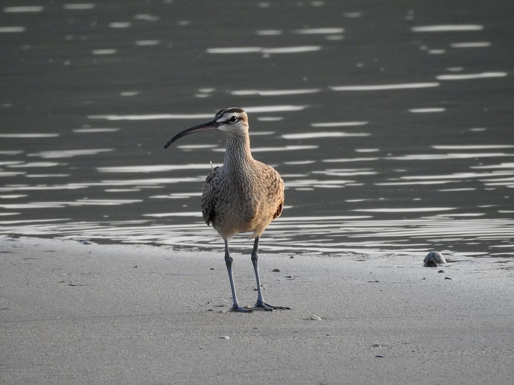 Hudsonian whimbrel.