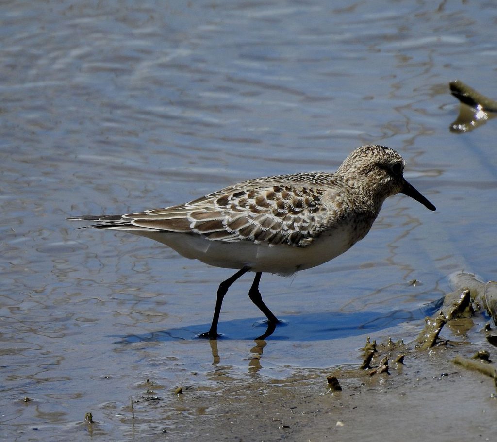 Baird's sandpiper.