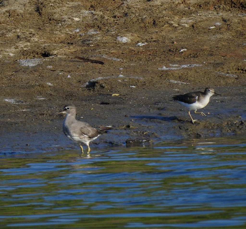 The wandering tattler (left) next to a spotted sandpiper (right).
