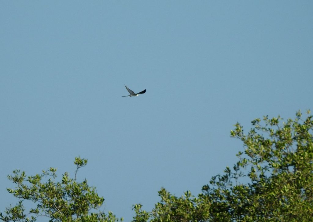 The swallow-tailed kite.