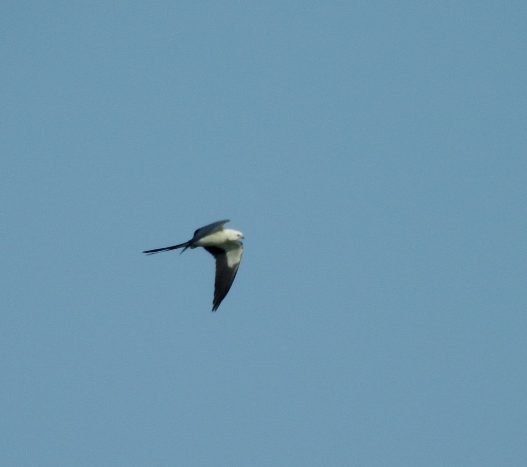 Another view of the swallow-tailed kite.