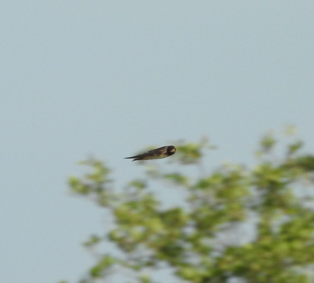 A low cliff swallow flies past.