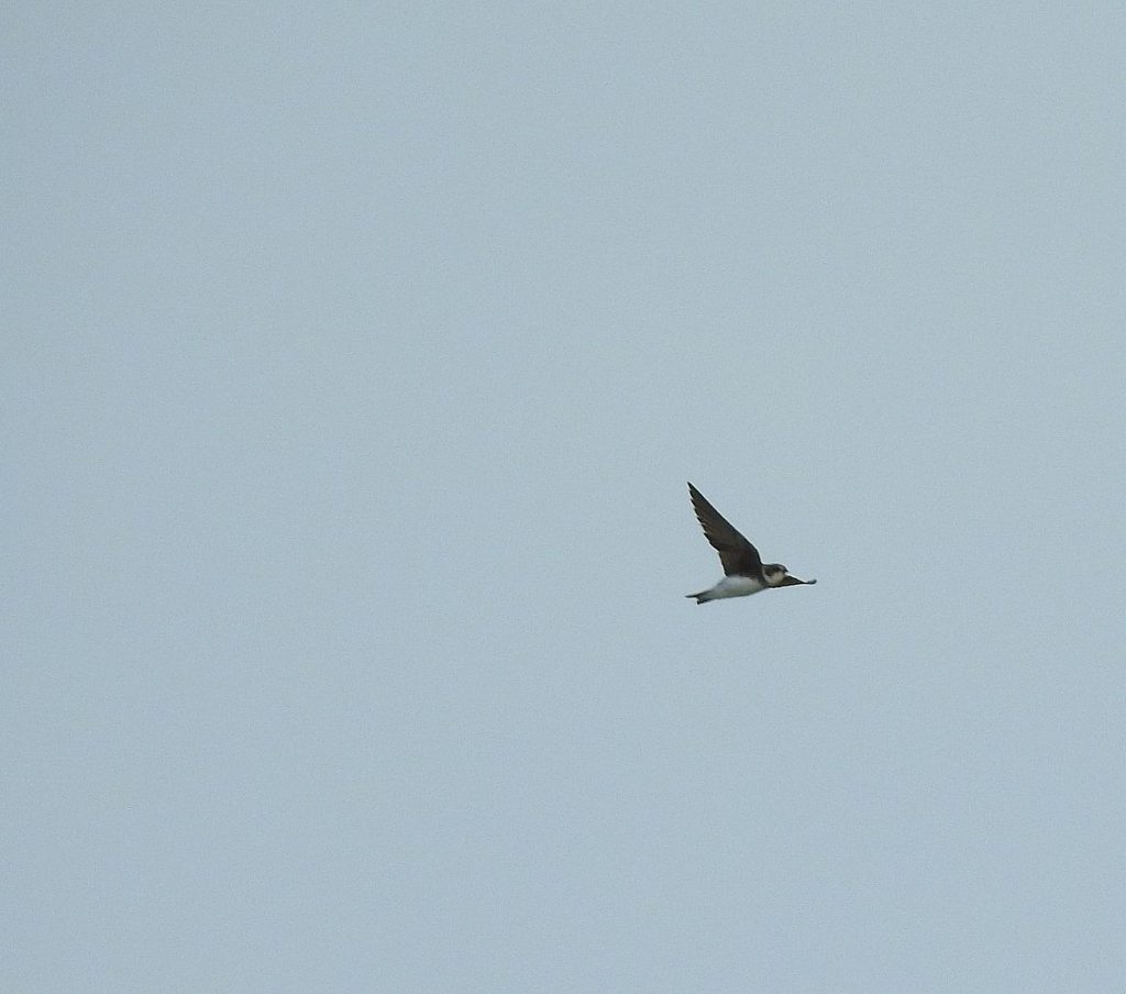 A bank swallow migrates past.