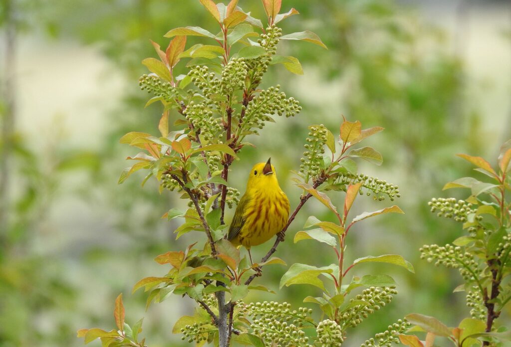 A northern yellow warbler sings, central Montana, USA, May 2019.