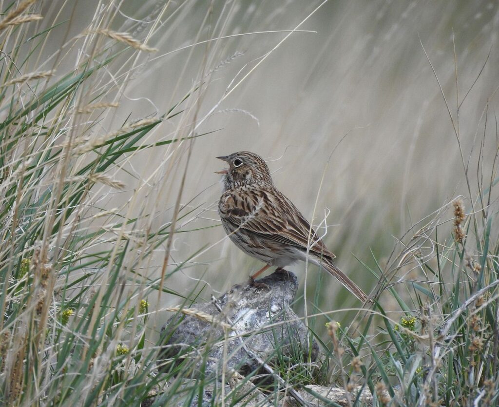 Vesper sparrow, western Montana, May 2023.