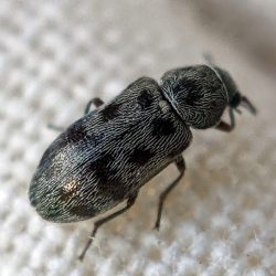 A beetle.