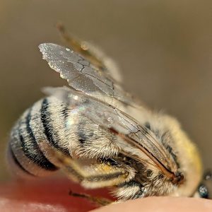A hairy bee.