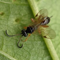 A wasp.