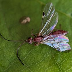 A wasp.