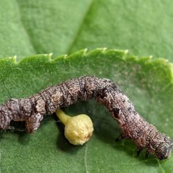 An inchworm.