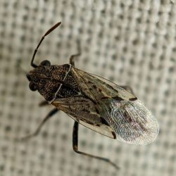 A true bug.