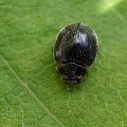 A beetle.