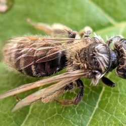 A bee.
