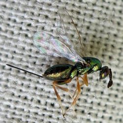 A wasp.