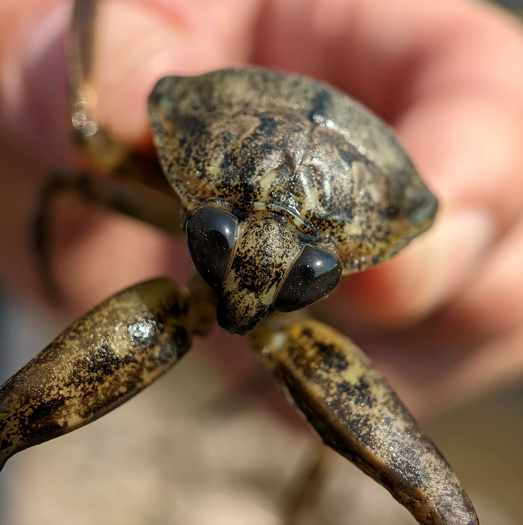 Rock Insects Amazed by insects: a day at the Rock Creek Confluence
