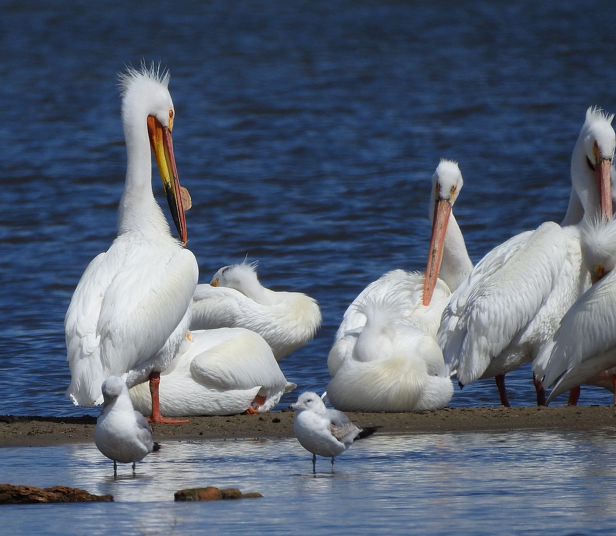 Frigid survival: how American white pelicans overwinter in the cold