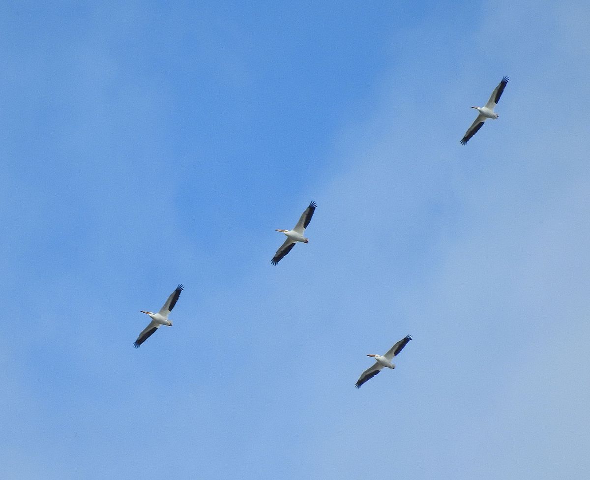 Frigid survival: how American white pelicans overwinter in the cold