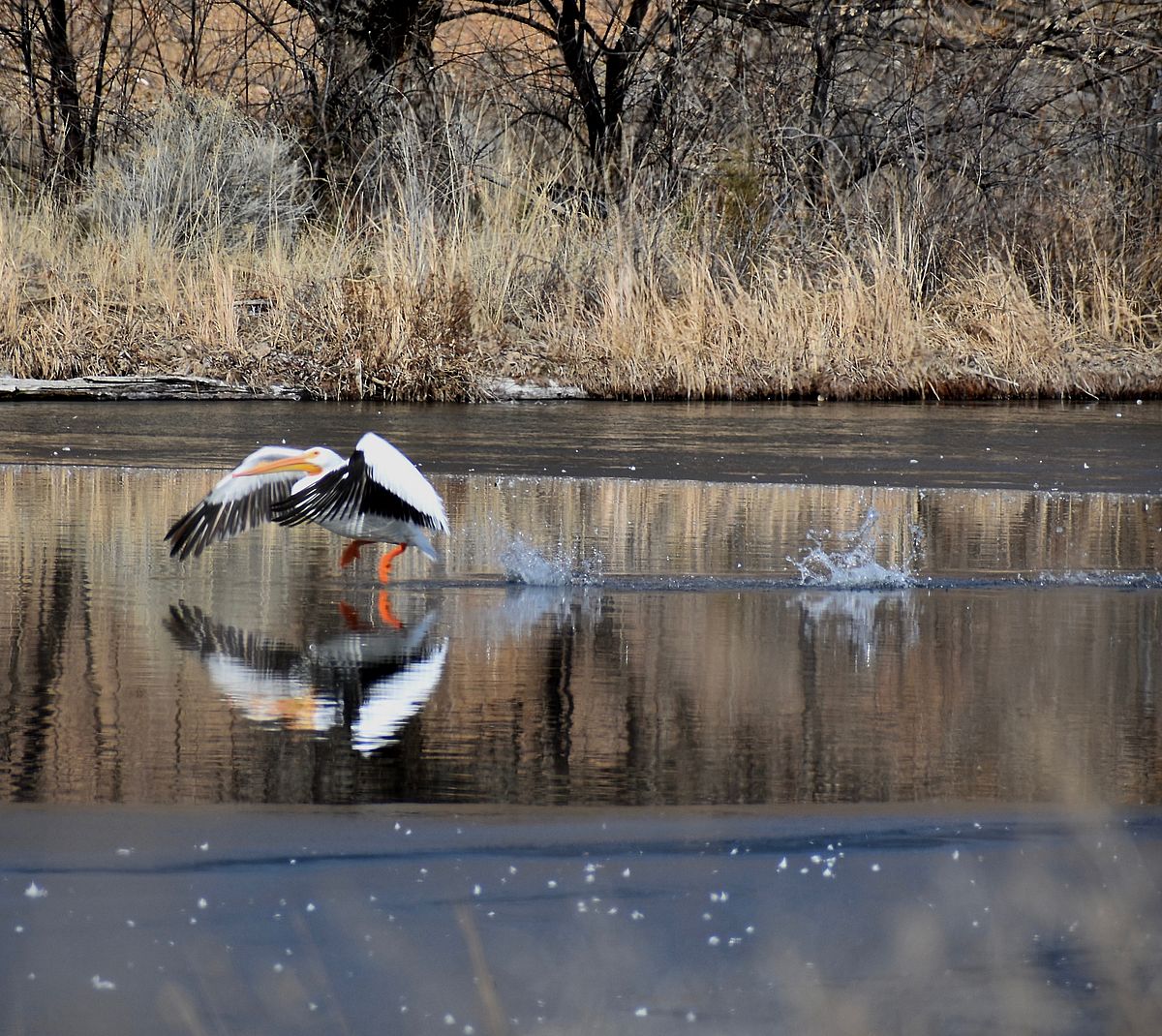 Frigid survival: how American white pelicans overwinter in the cold