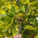 A crane fly visiting a leafy spurge flower.