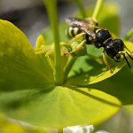 A small wasp on a leafy spurge flower.