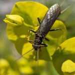 A stonefly on leafy spurge.