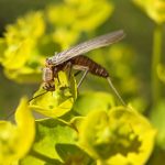 A stonefly getting nectar from a leafy spurge flower.