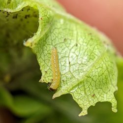 Caterpillar on a chokecherry leaf.