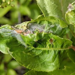 Caterpillars in a silk nest among the chokecherry leaves.