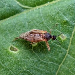 An insect - if you recognize this one, please leave a comment!