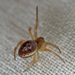 Another spider.