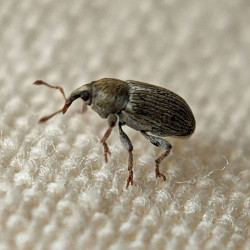 A beetle.