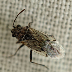 A true bug.