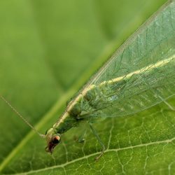 A lacewing.