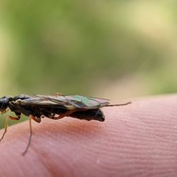 An insect (sawfly?).