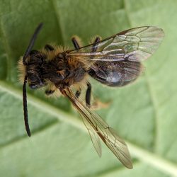 A bee swept from chokecherry.