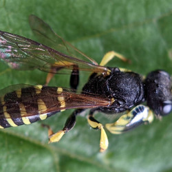 A wasp.
