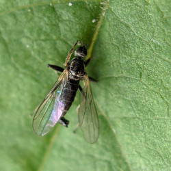 A fly.
