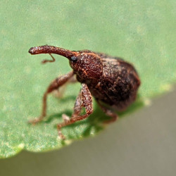 A beetle.