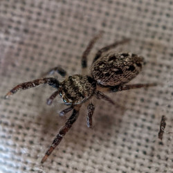 Another spider.