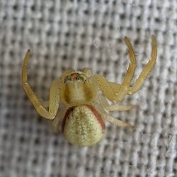 A spider shaken from chokecherry foliage.