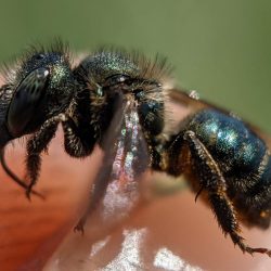 A leafcutter bee caught on two-groove milkvetch flowers.