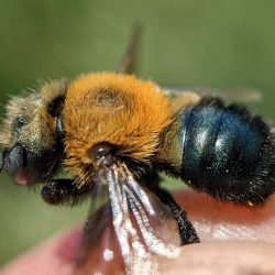 A larger leafcutter bee caught on two-groove milkvetch flowers.