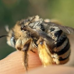A blue-eyed bee caught on Helianthus maximiliani.