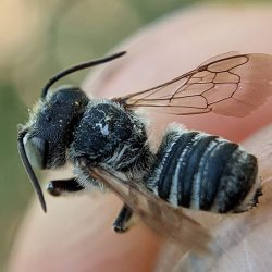 A small, stubby bee caught on Helianthus maximiliani.