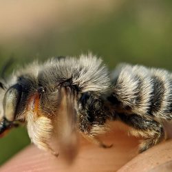 A bee with hairy forelegs caught on Helianthus maximiliani.